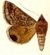 Drasteria tenera