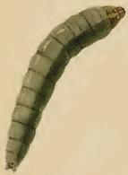 Larva Elachista argentella larva.JPG