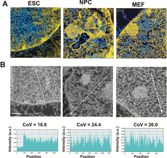 File:Electrospectroscopic imaging (ESI) in ES cells and ESC-derived neuronal progenitor cells..jpg
