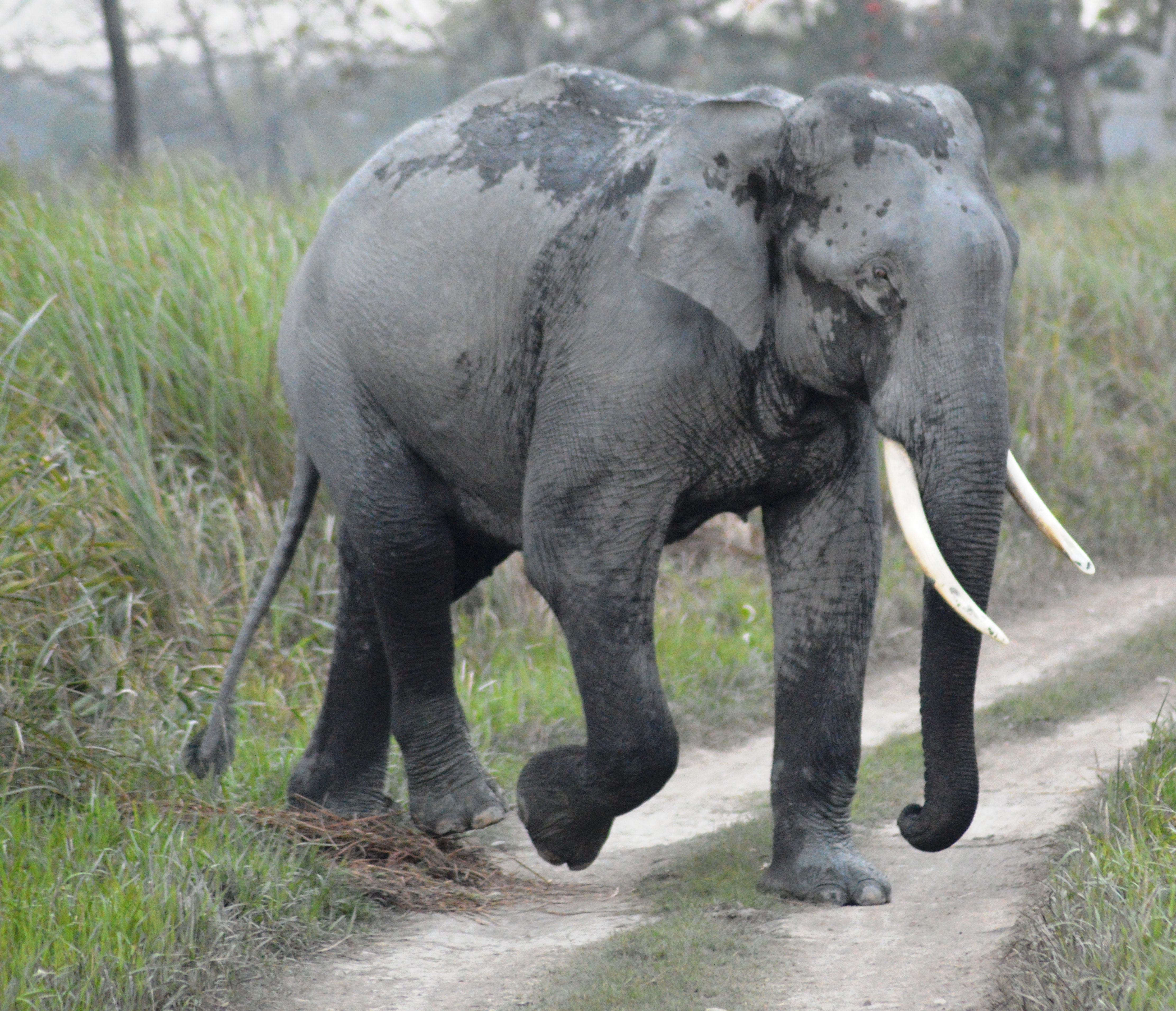 Asiatischer Elefant Wikipedia