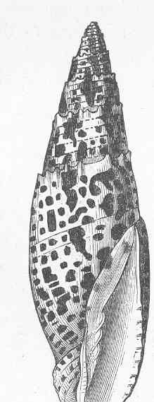 File:FMIB 50335 Mitra papalis (Lamarck).jpeg