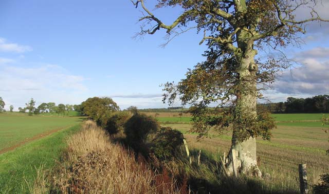 File:Field boundary and drainage ditch - geograph.org.uk - 264207.jpg