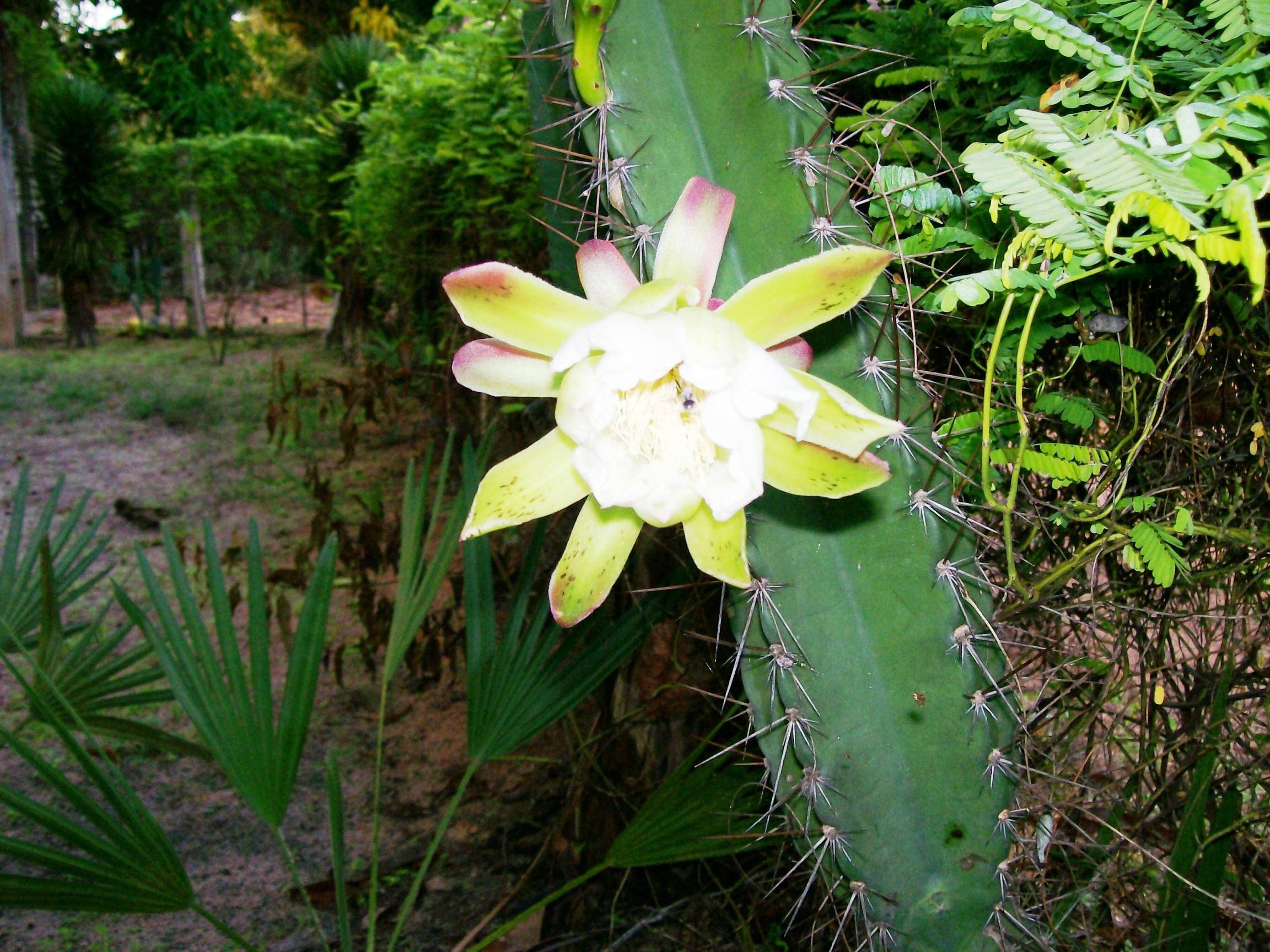 File:Flor do mandacarú - panoramio.jpg - Wikimedia Commons