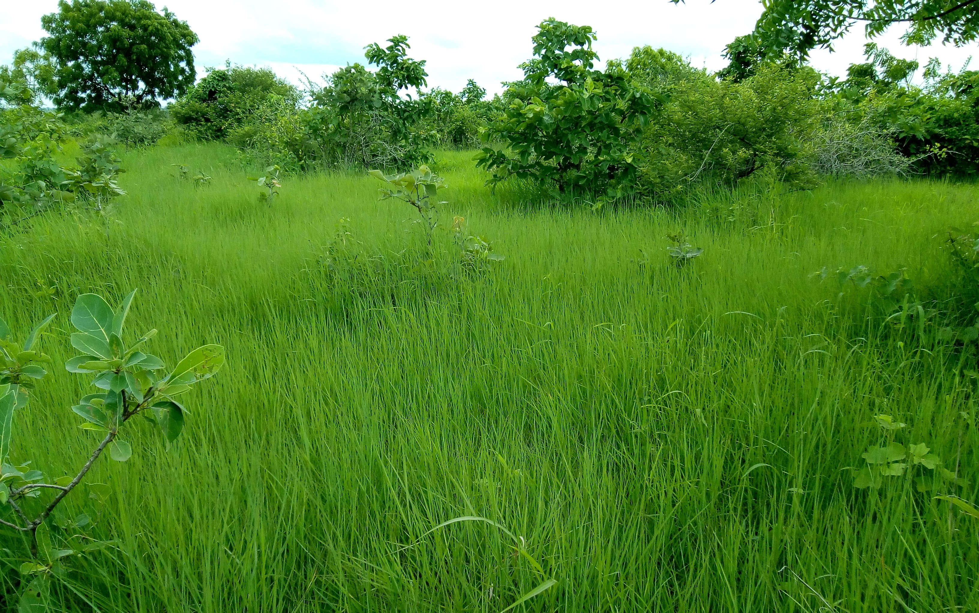 Трава 1. Трава одна. Nagsa001 - grasslands. Grass_001.jpg.