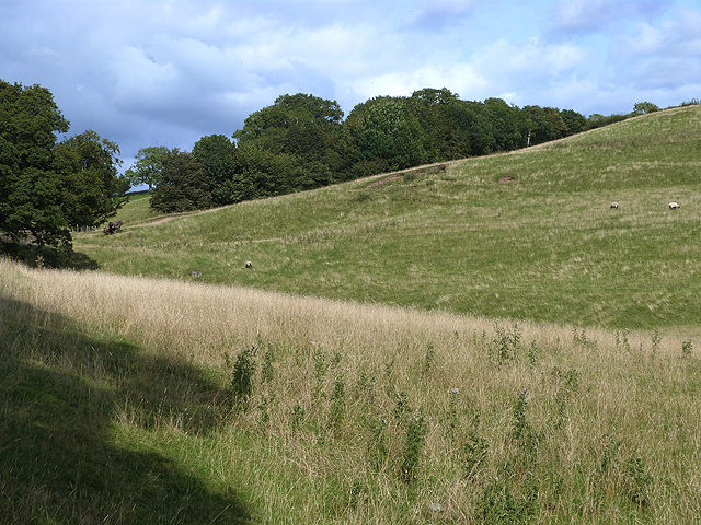 File:Grassland at Staffield - geograph.org.uk - 4130880.jpg