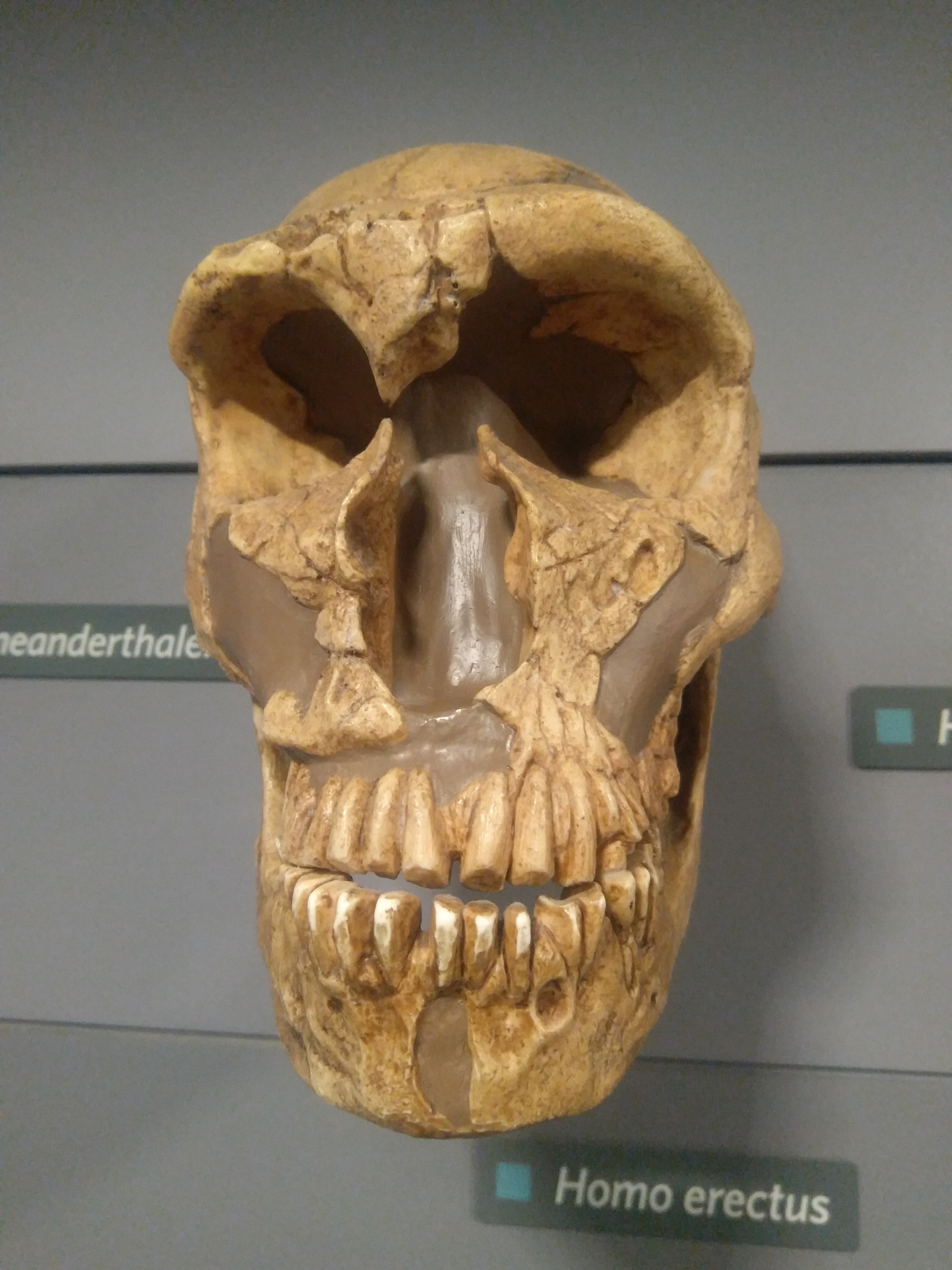 Homo erectus - Wikipedia