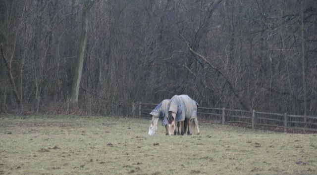 File:Horses near Crippenden Manor - geograph.org.uk - 1709009.jpg