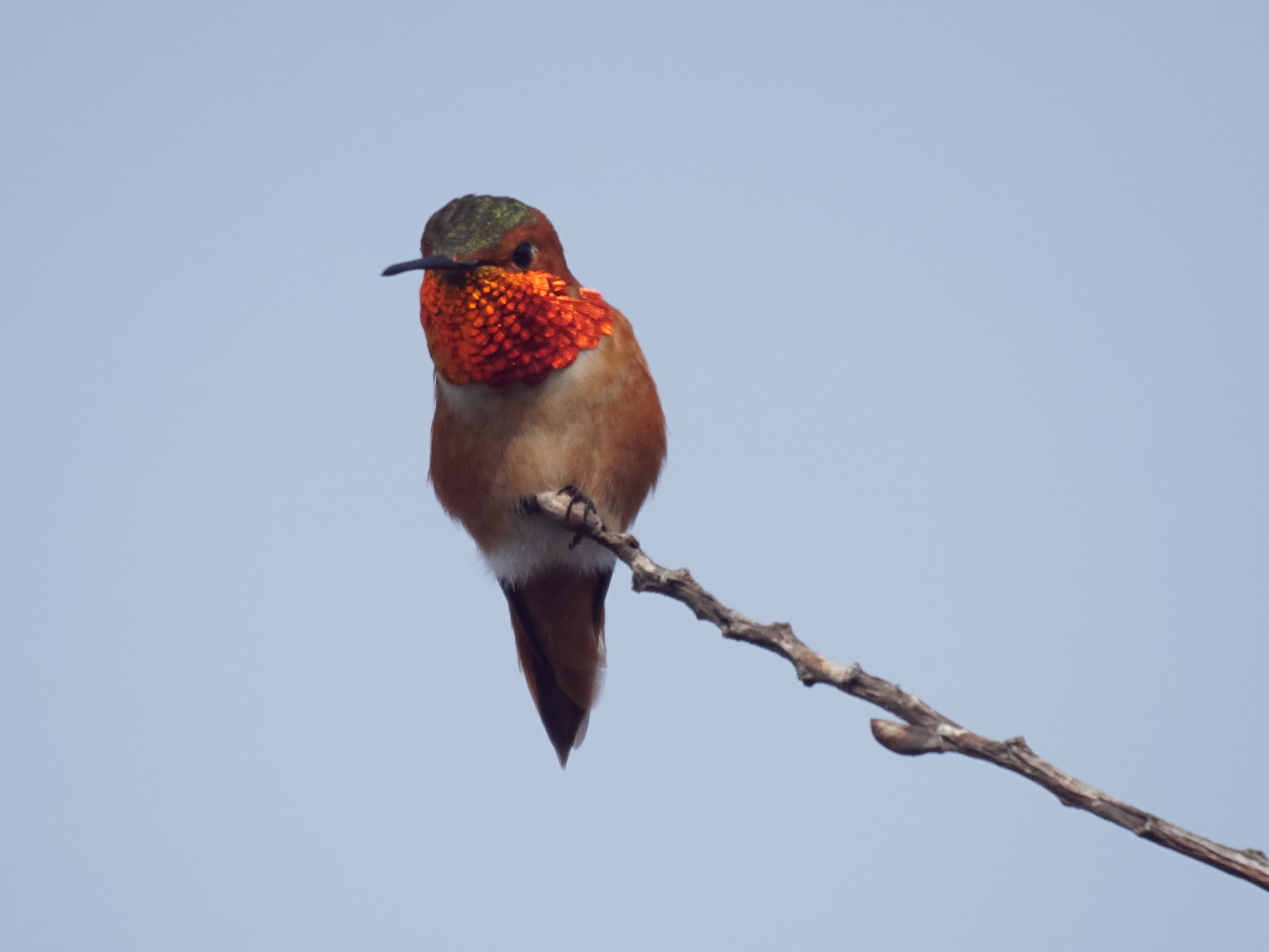 Bird back. Калифорнийские птицы маленькие. Птицы Калифорнии. Птицы Калифорнии фото и названия. Все птицы Калифорнии.