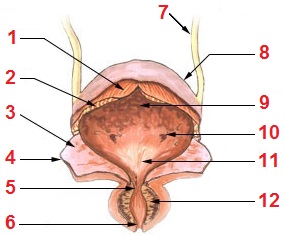 File:Illu bladder numbered.jpg