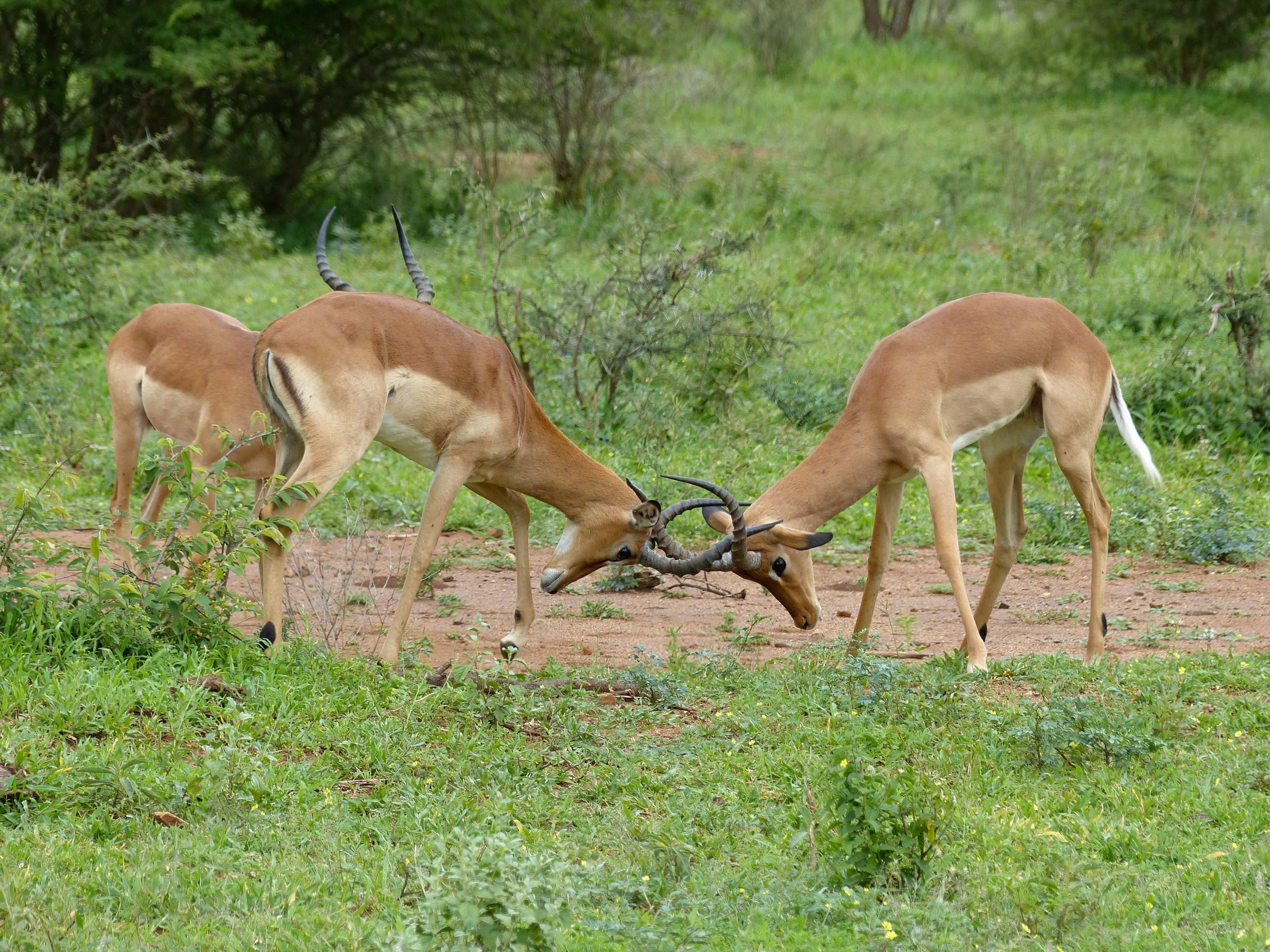 Impalas (Aepyceros melampus) fighting (11549369986).jpg