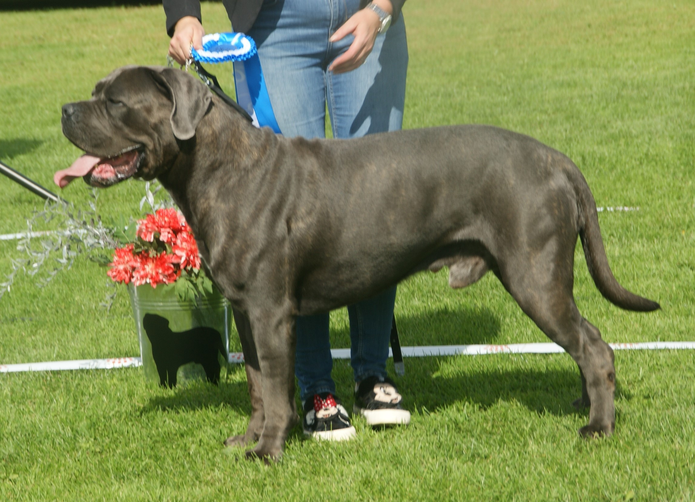 cane corso grey