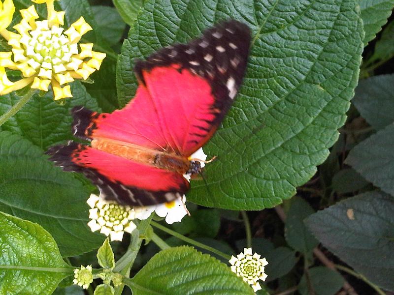 File:Iz - Cethosia sp. - 1.jpg