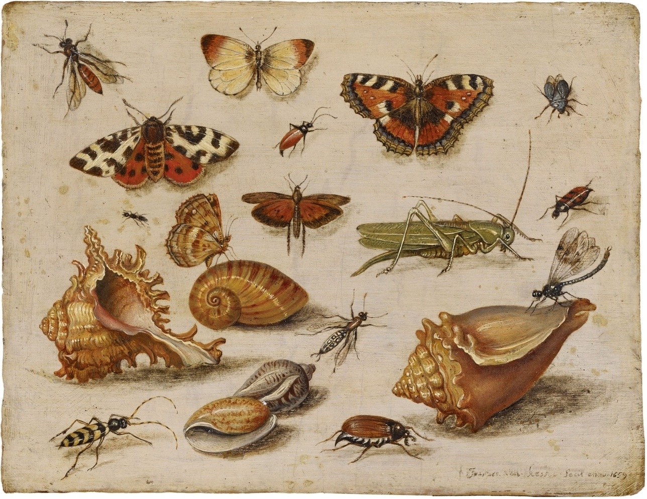 https://upload.wikimedia.org/wikipedia/commons/8/82/Jan_van_Kessel_de_Oude_-_Insecten%2C_schelpen_en_vlinders.jpg