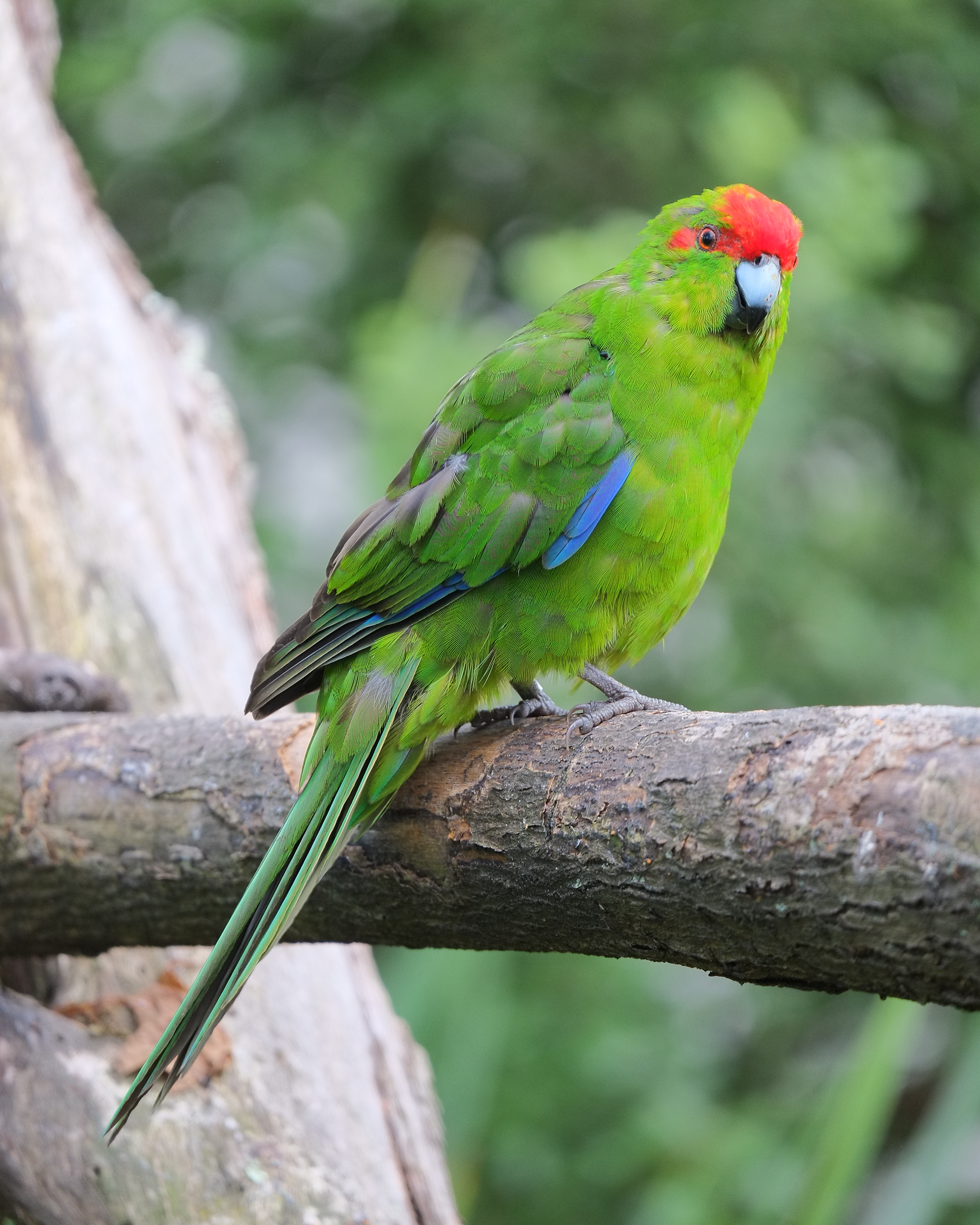 forklædt pædagog massefylde Red-crowned parakeet - Wikipedia