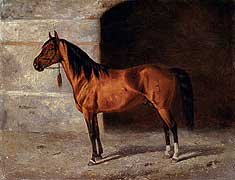 File:Karabakh stallion Khan.jpg