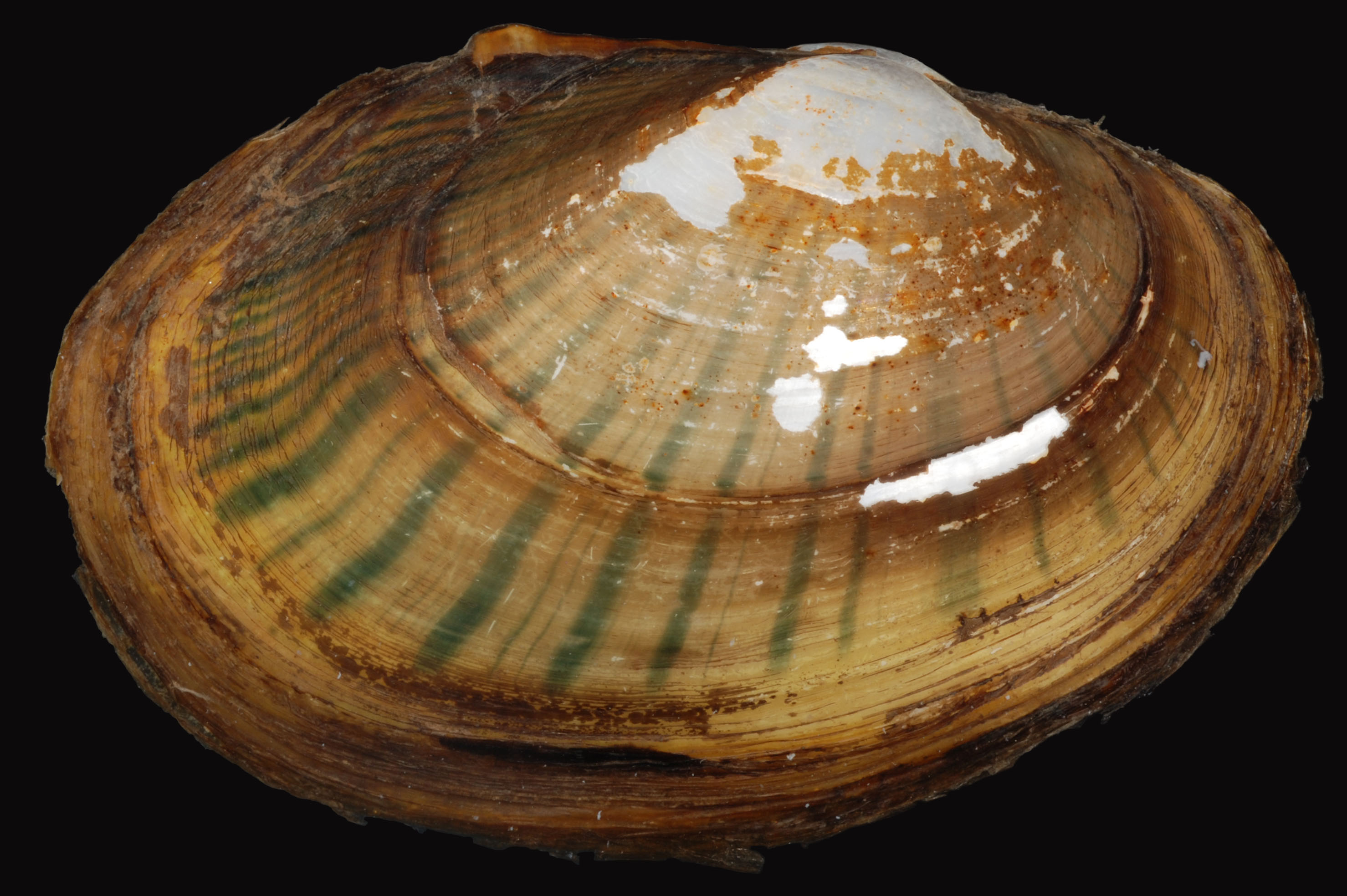 Some pearly mussel species produce lures or conglutinates that elicit