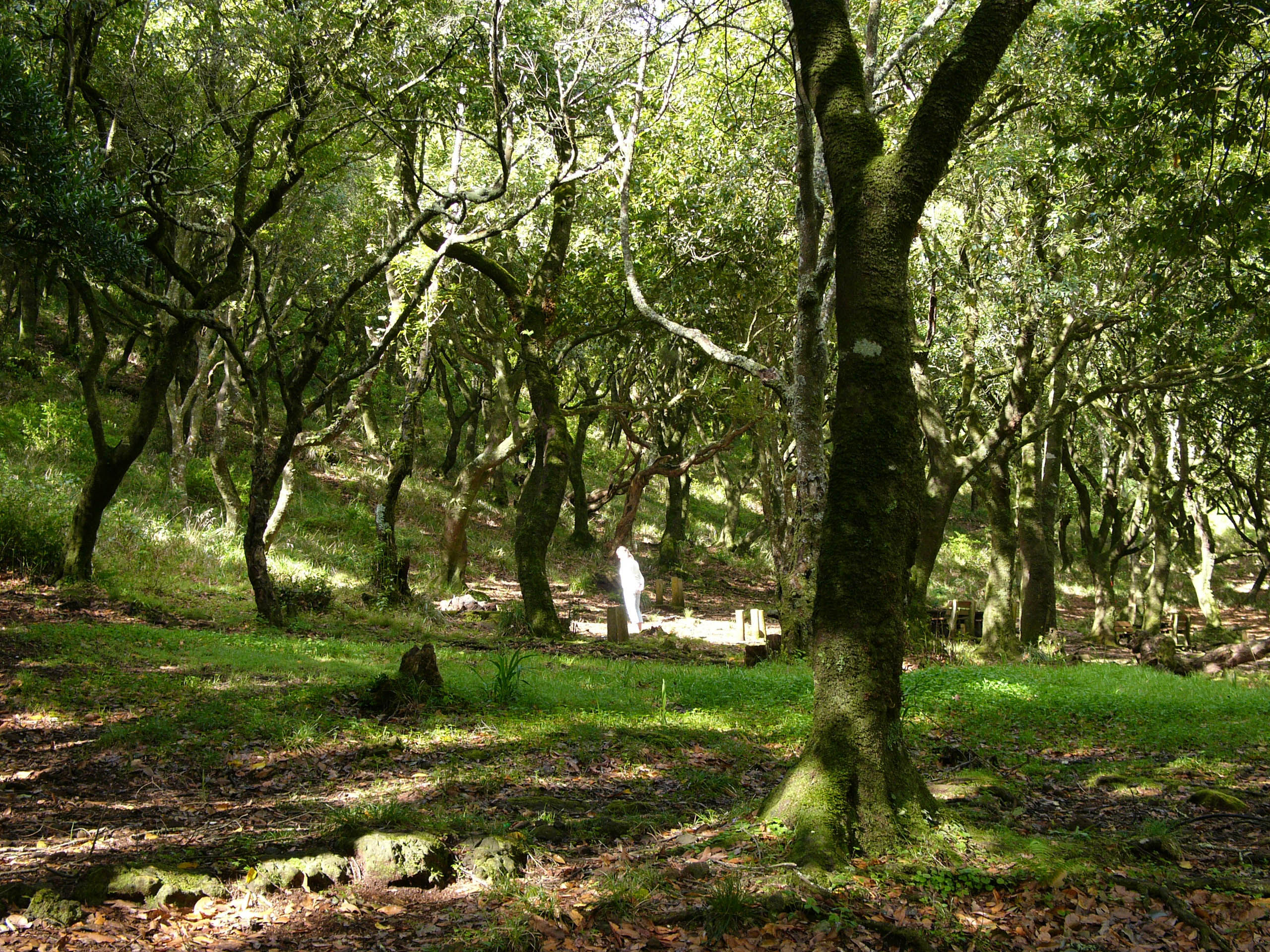 マデイラ島の照葉樹林 Wikipedia