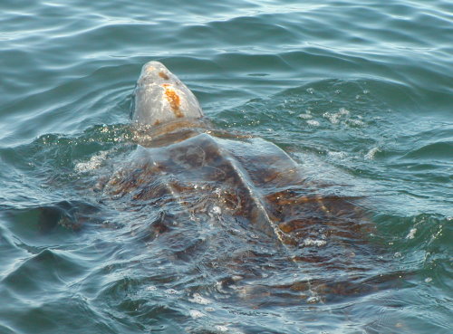 File:Leatherback sea turtle benson swfsc.jpg