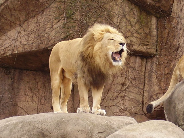 File:Lpzlion.JPG