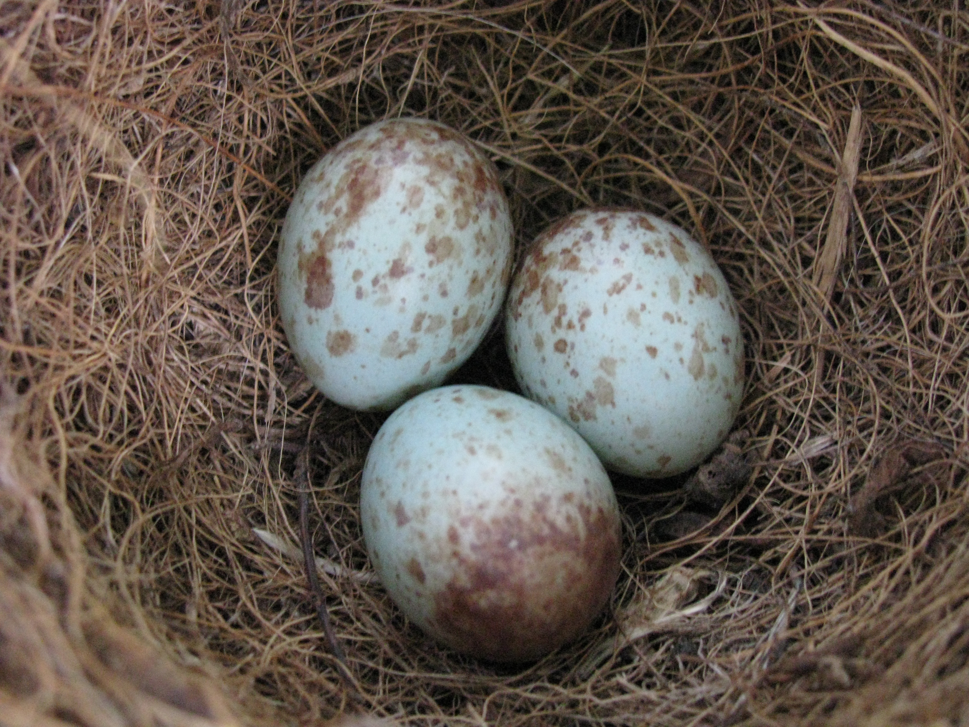 Six eggs