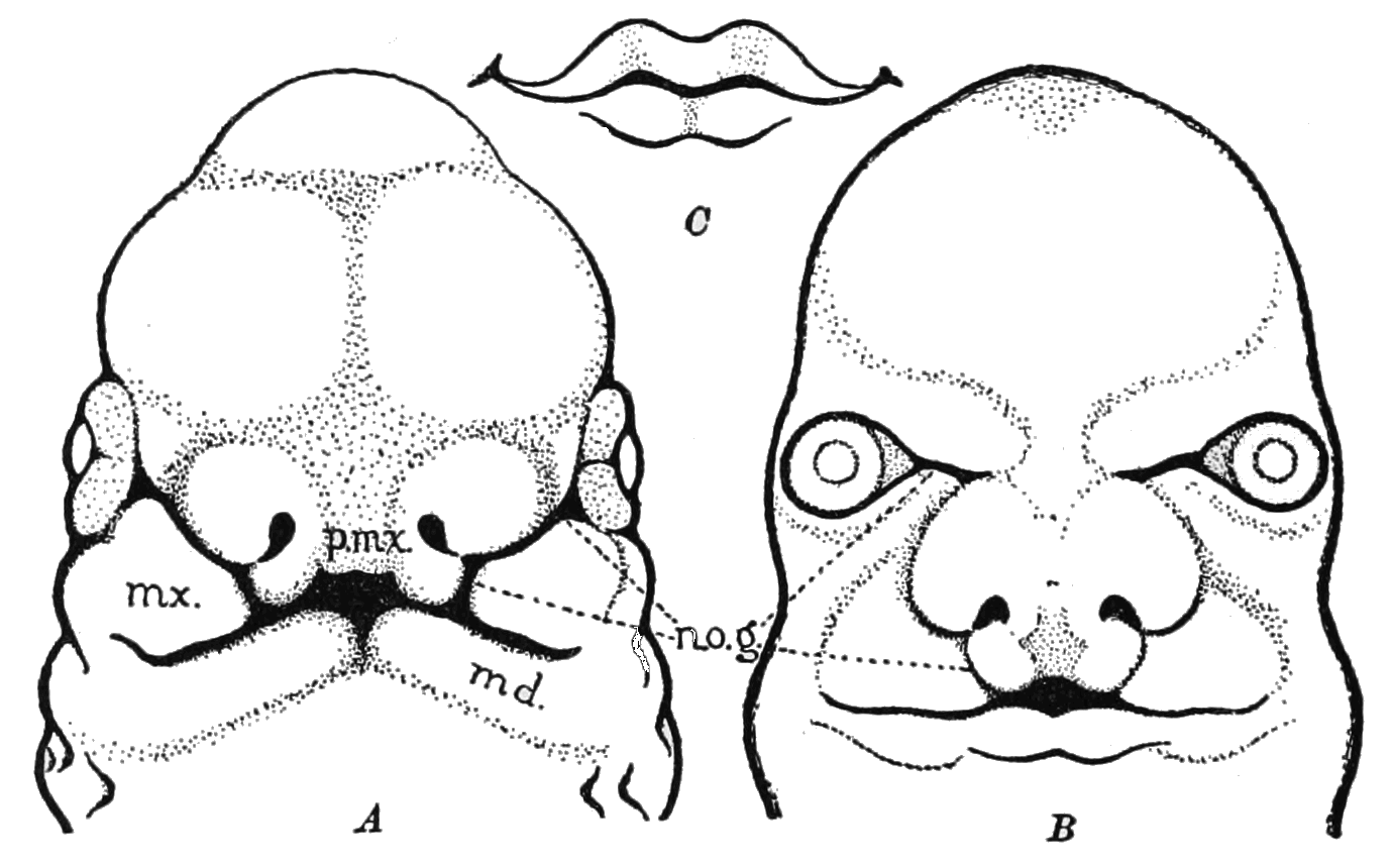 File:MY FACE.png - Wikipedia