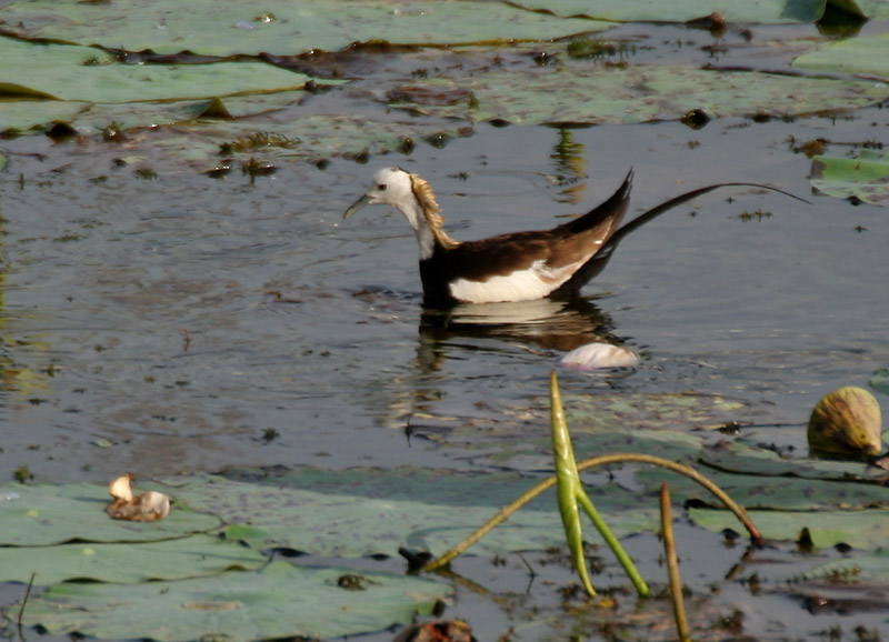 File:Pheasant-tailed Jacana (Hydrophasianus chirurgus)- Breeding in an Indian Lotus (Nelumbo nucifera) Pond in Hyderabad, AP W IMG 7629.jpg