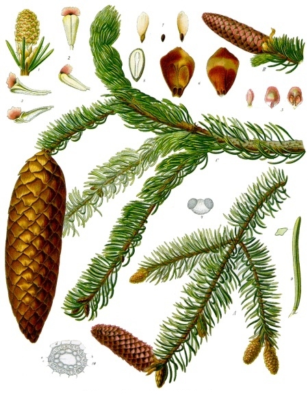 Świerk pospolity - Picea abies (L.)