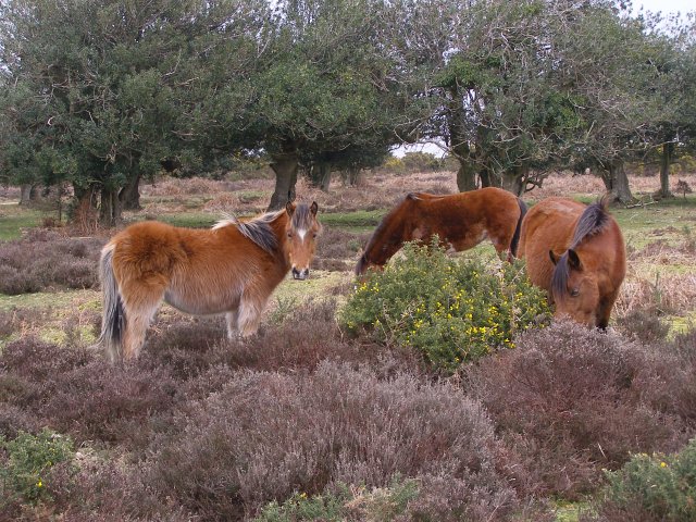 Ponies on Little Cockley Plain, New Forest - geograph.org.uk - 375947