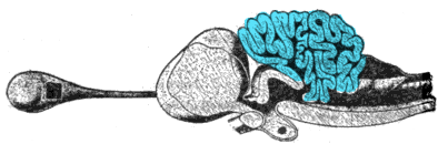 File:Porbeagle shark brain.png