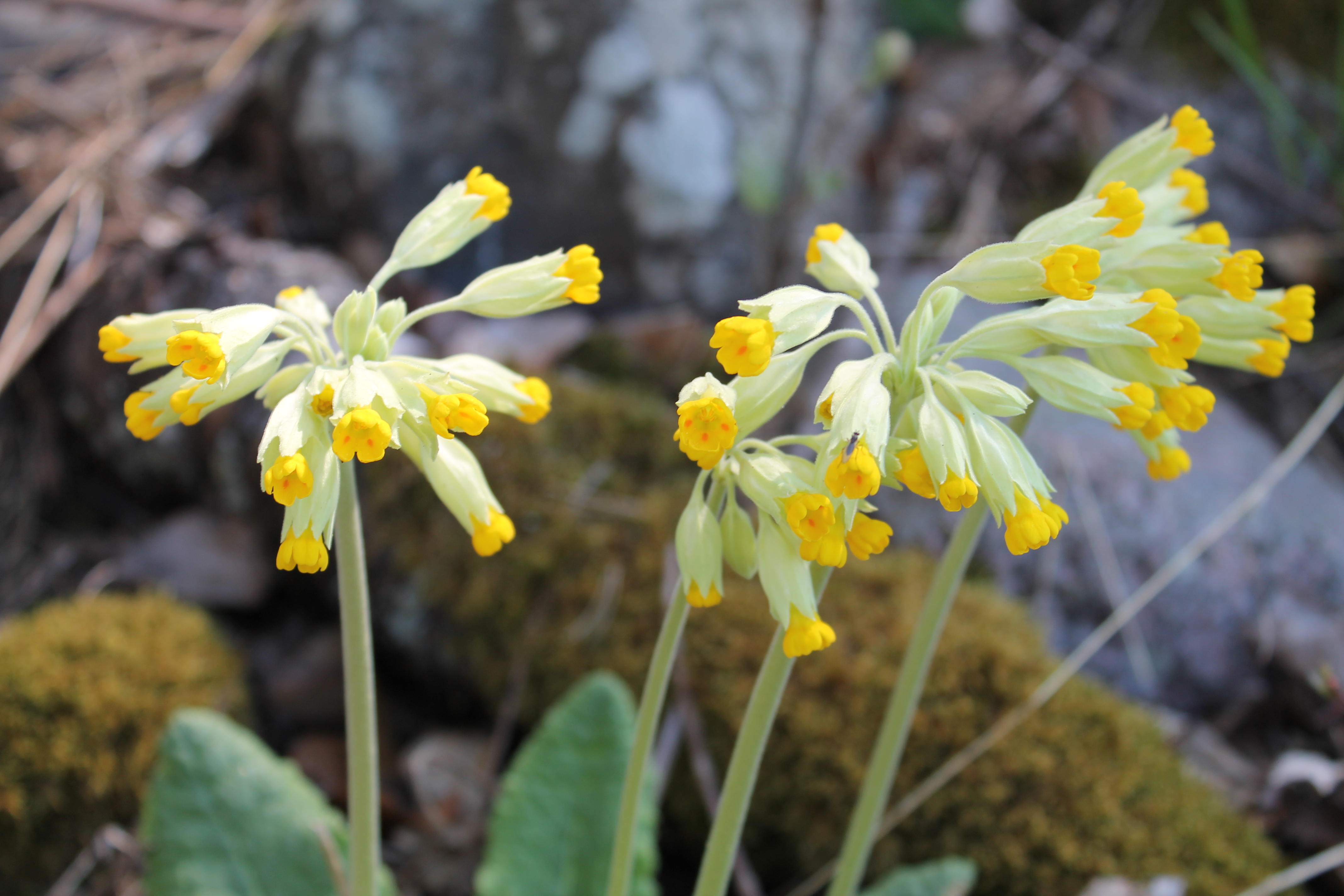 Примула heucherifolia