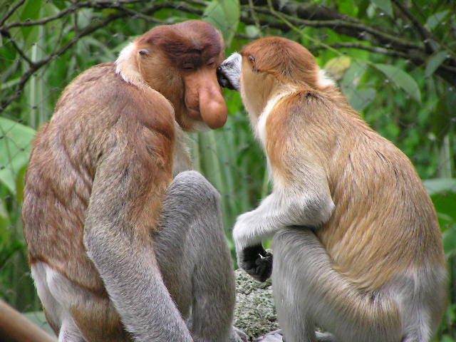 File:Proboscis Monkey.jpg