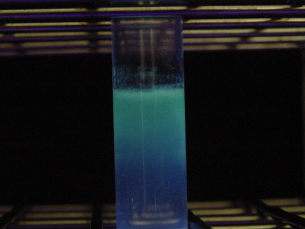 File:Pseudomonas aeruginosa pyoverdin.jpg