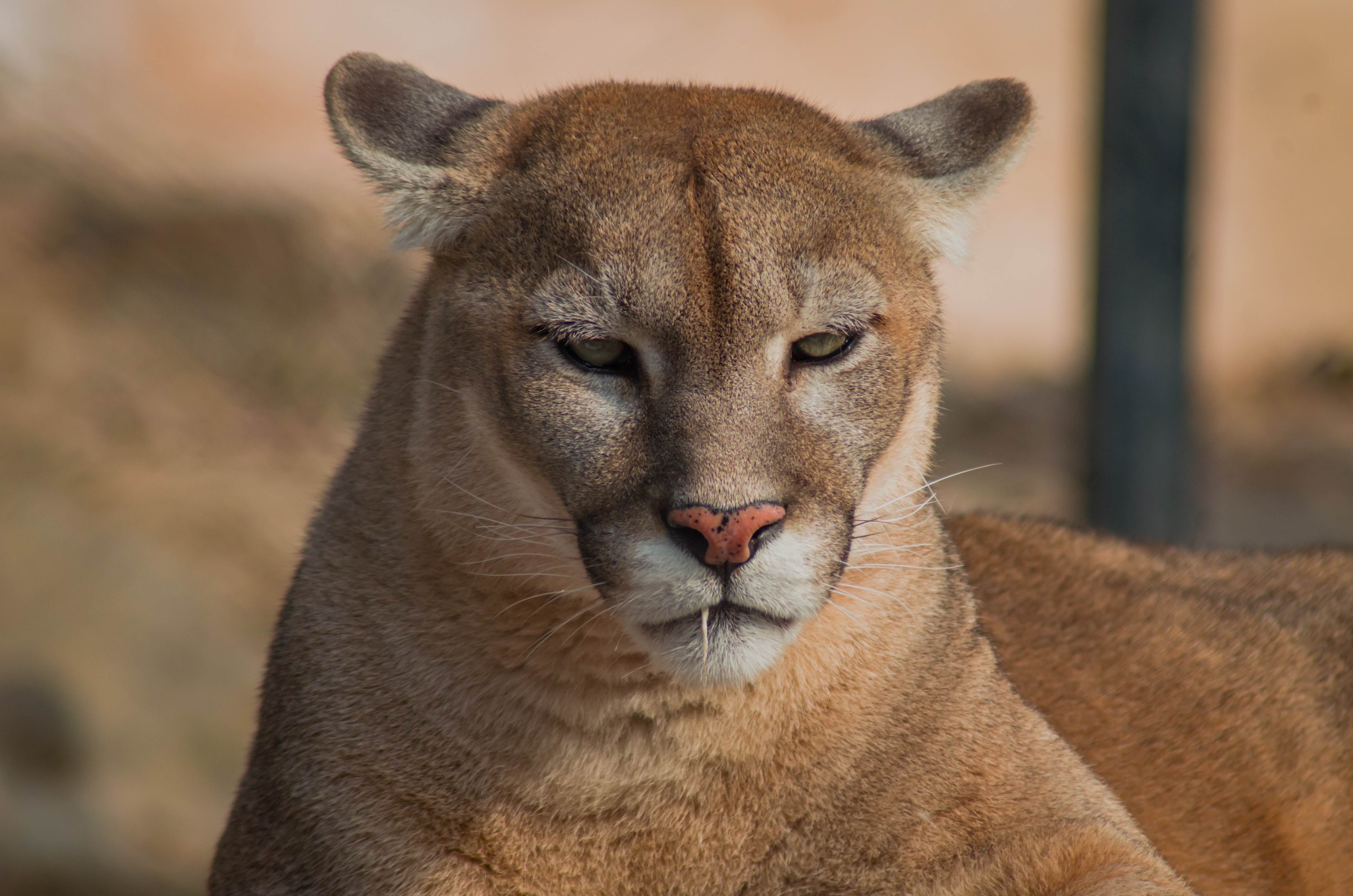 Archivo:Puma (Puma concolor) - 20191228.jpg - Wikipedia, enciclopedia libre