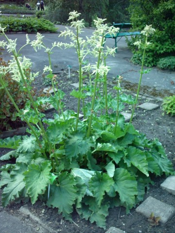 Ann rheum dis. Rheum rhabarbarum 'Stockbridge arrow'. Rheum webbianum.