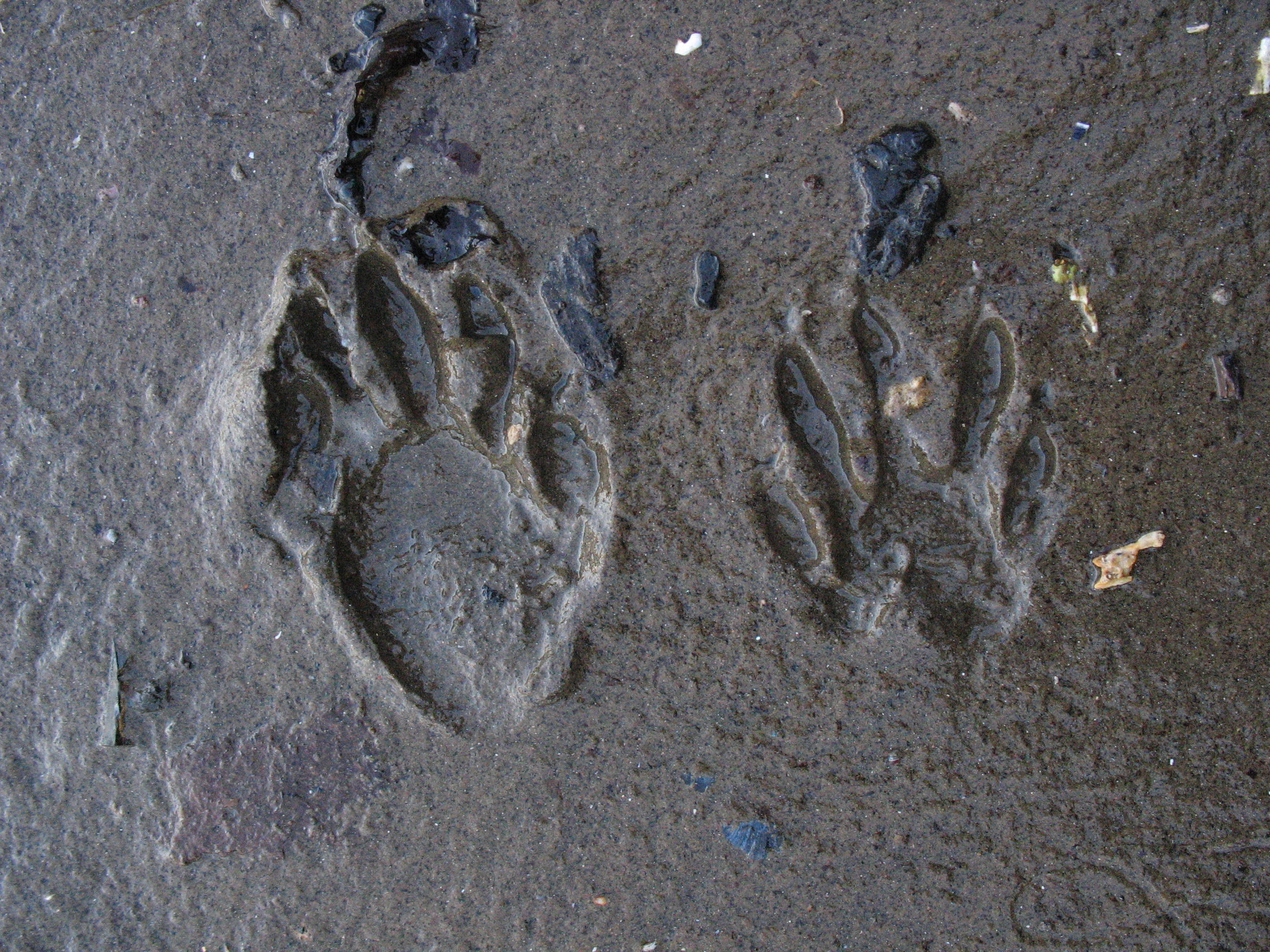 raccoon tracks