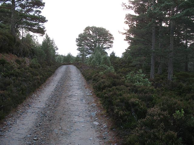 File:Road in Abernethy Forest - geograph.org.uk - 612734.jpg