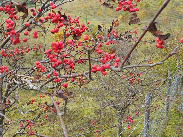 File:Rowan berries in Walltown Quarry - geograph.org.uk - 1540587.jpg