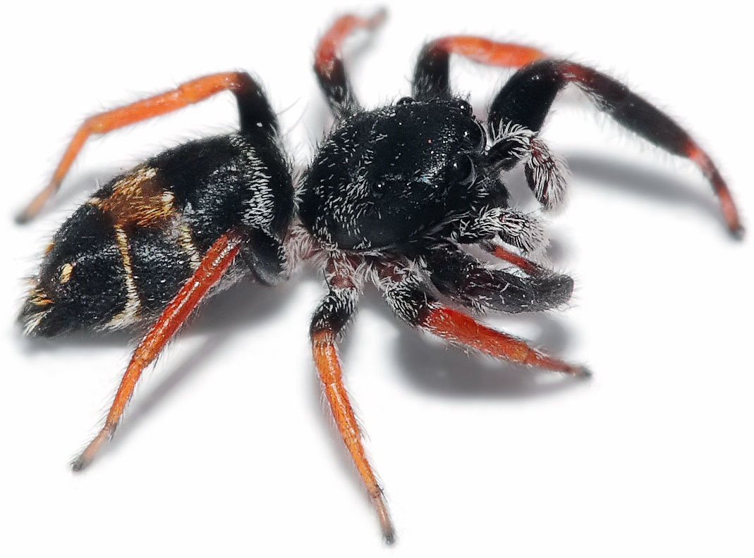 Jumping spider - Wikipedia