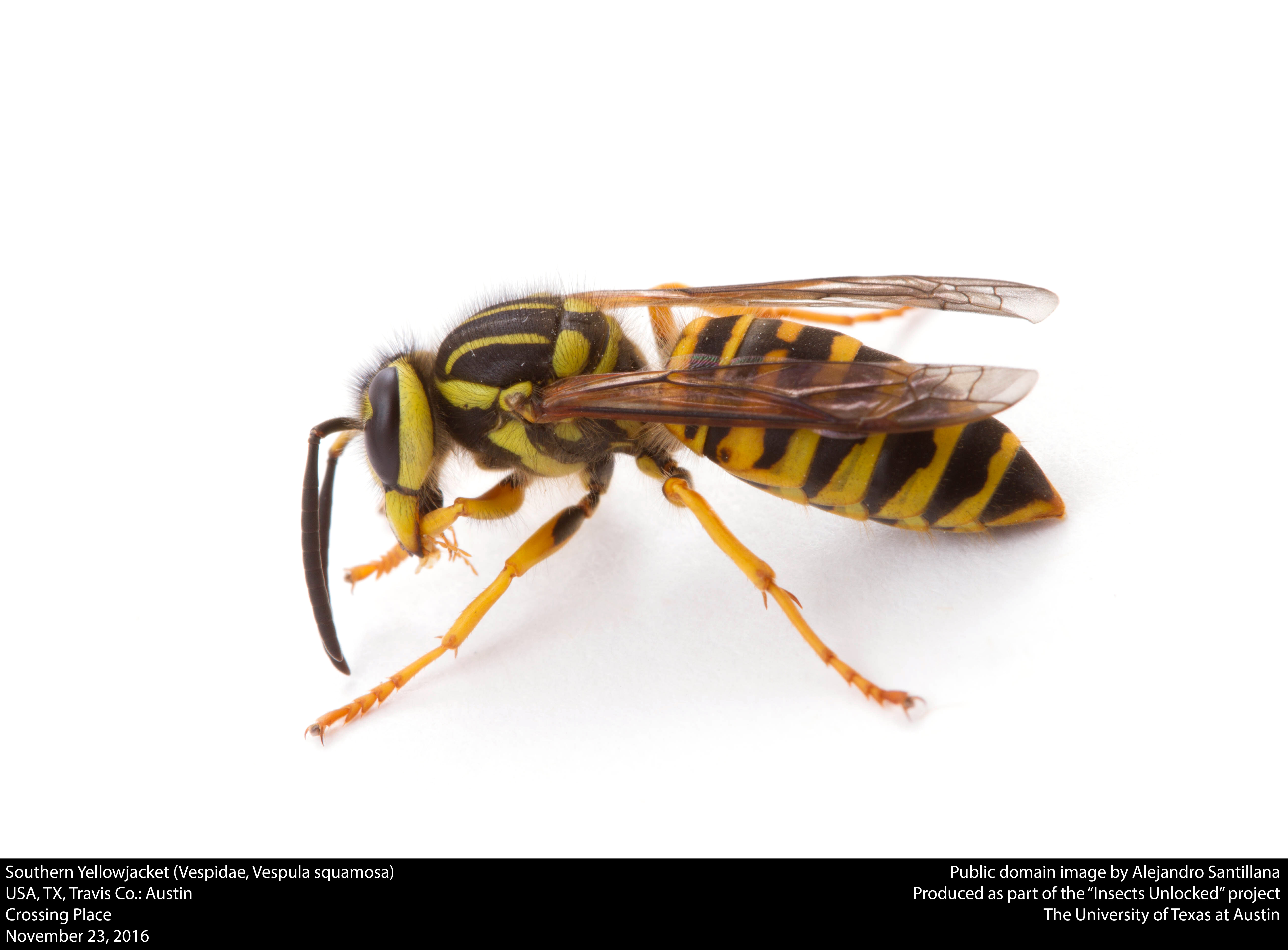 Vespula squamosa - Wikipedia