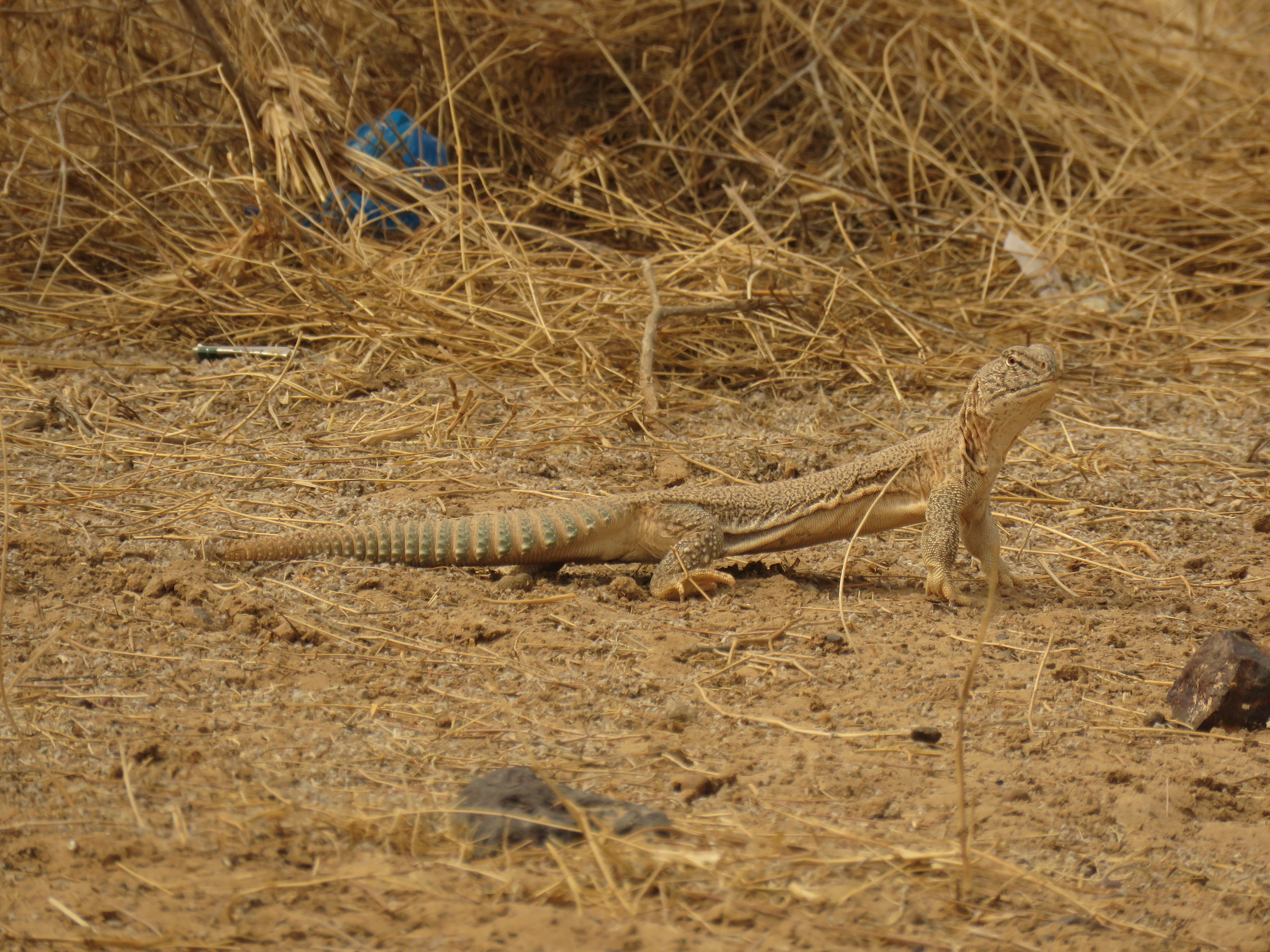 indian spiny tailed lizard