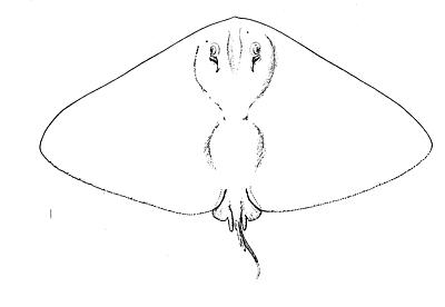 File:Spiny butterfly ray.jpg