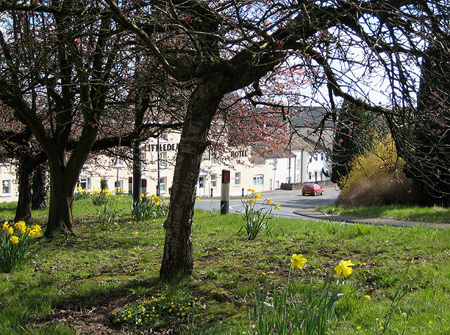 File:Spring flowers on the verge at Littledean - geograph.org.uk - 741191.jpg