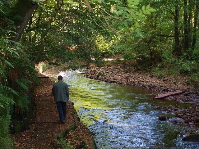 The path through Gelt Wood - geograph.org.uk - 1519431