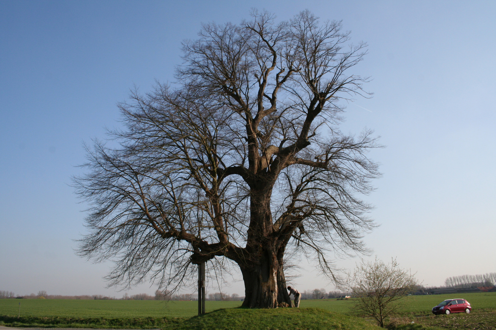 Tilia квентин биш. ACCA Kappa Tilia cordata.