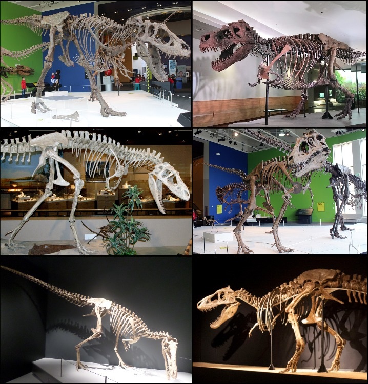 Тираннозавриды — Википедия