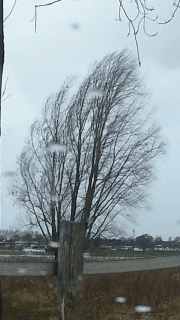 Wind in tree