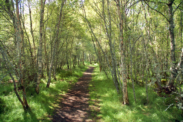 File:Woodland Walk - geograph.org.uk - 197376.jpg