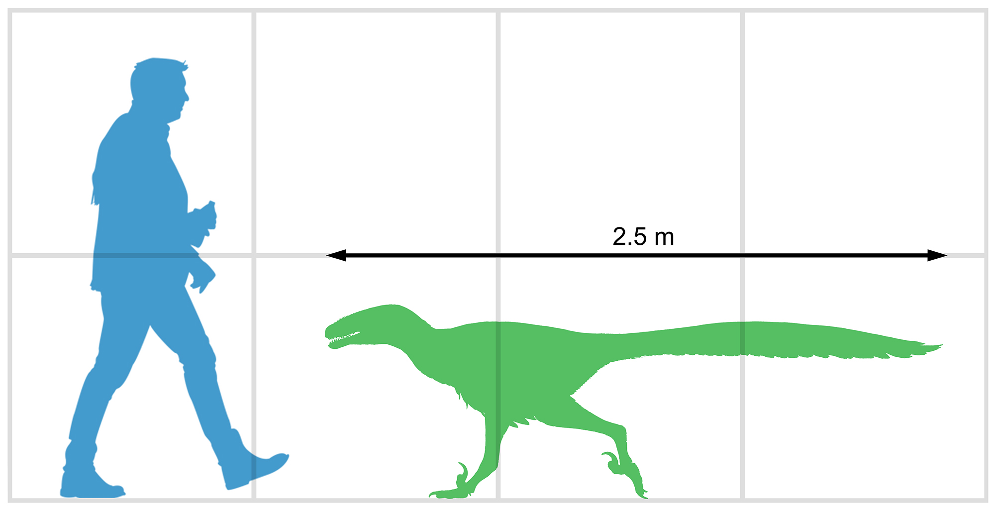 Yurgovuchia doellingi size diagram.jpg