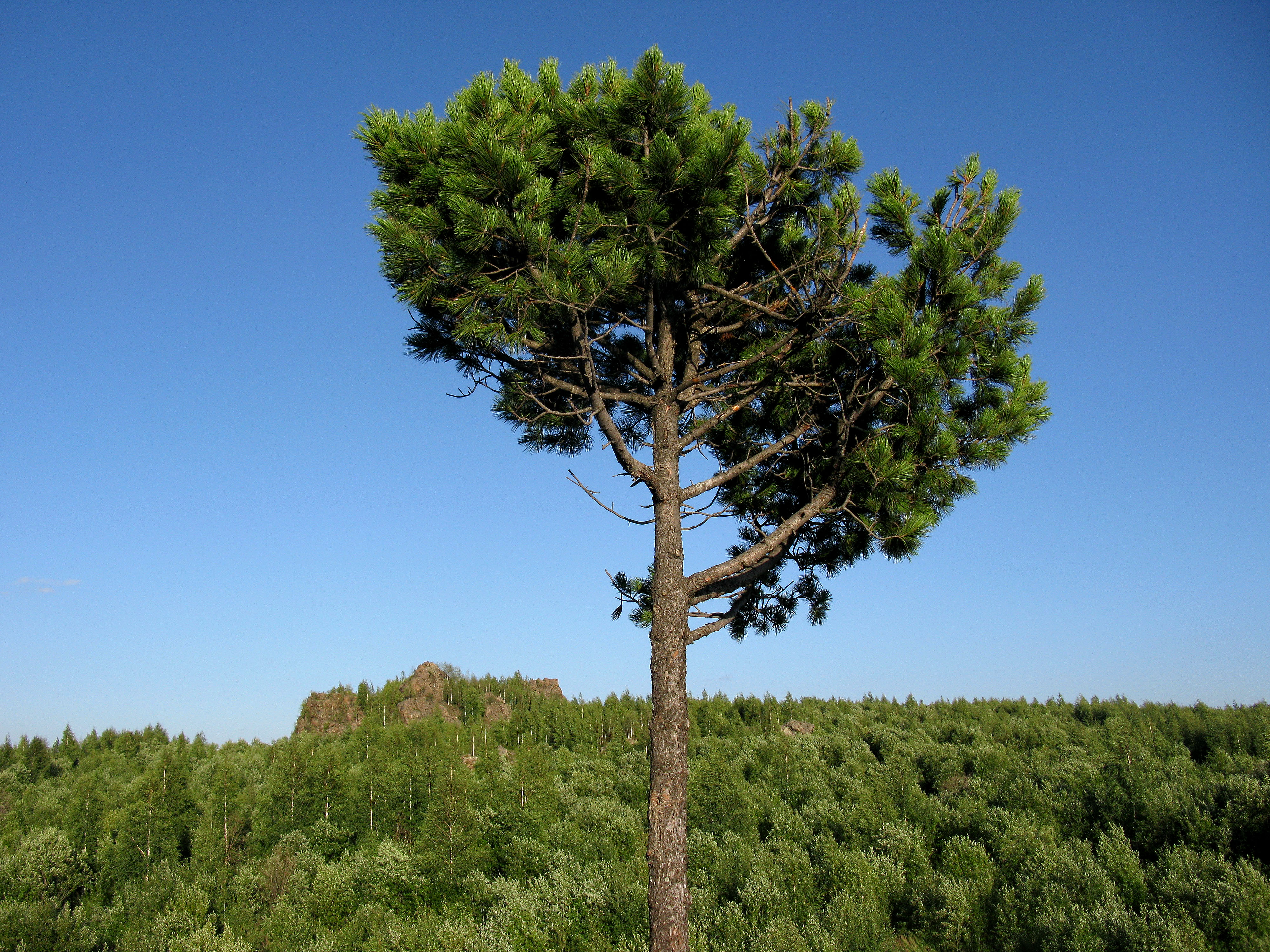 Pinus sibirica