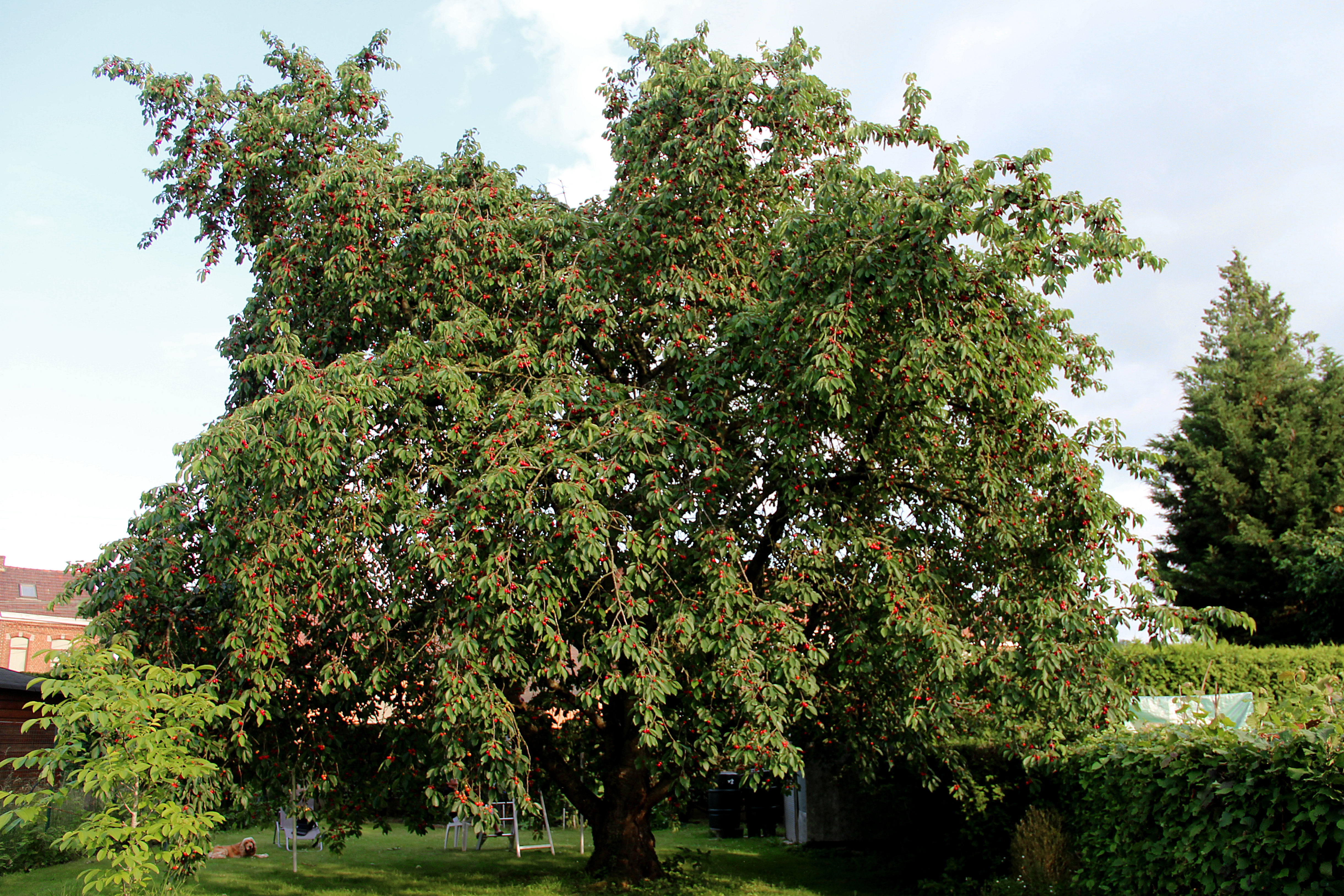 Род плодовых. Вишня Птичья Prunus avium. Карликовая черешня. Черешня дерево. Вишня Птичья характеристика.